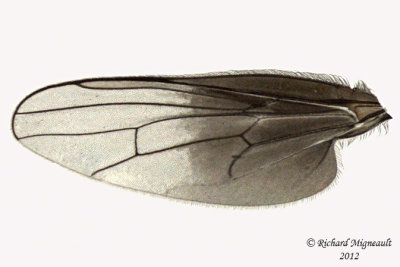 Hybotid Dance Fly - Euhybus sp 3 m12