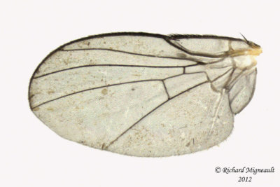 Leaf Miner Fly - Calycomyza sp 3 m12