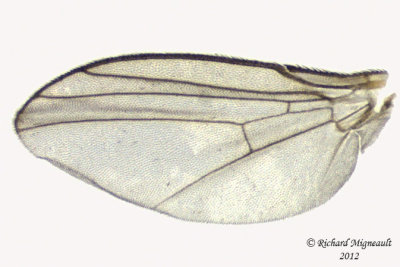 Leaf Miner Fly - Cerodontha sp 3 m12