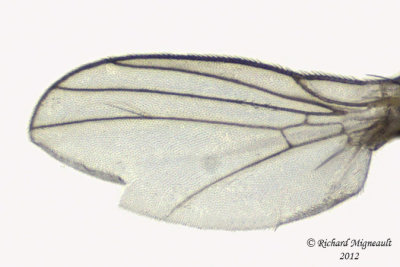 Leaf Miner Fly - Liriomyza sp 4 m12