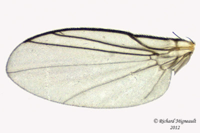 Leaf Miner Fly - Phytomyza sp1 3 m12
