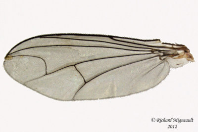 Long-legged Fly - Condylostylus sp1 3 m12
