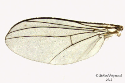 Long-legged Fly - Diaphorinae sp 3 m12