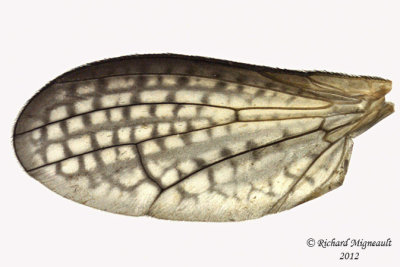 Marsh Fly - Limnia sp 3 m12