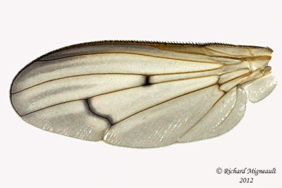Marsh Fly - Tetanocera plebeja 3 m12