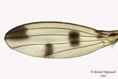 Opomyzidae - Geomyza sp 3 m12