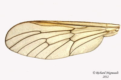 Snipe Fly - Rhagio gracilis 3 m12