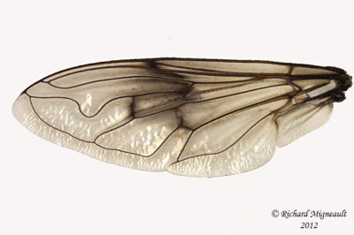Syrphid Fly - Eristalis anthophorina 3 m12