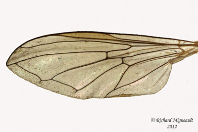 Syrphid Fly - Melanostoma mellinum3 3 m12