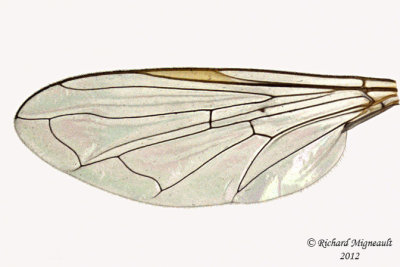 Syrphid Fly - Toxomerus marginatus 2 m12
