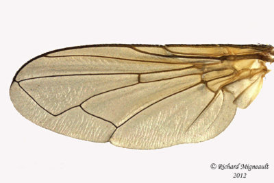 Tachinidae - Gymnoclytia sp1 2 m12