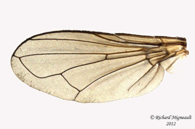 Tachinidae - Gymnoclytia sp2 3 m12
