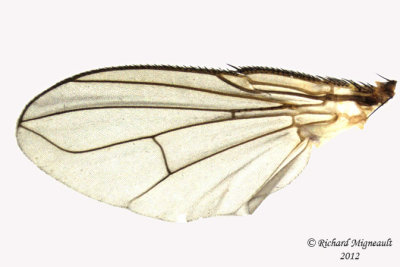 Tachinidae - Siphona sp1 3 m12