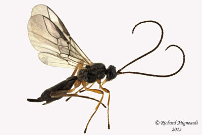 Braconid Wasp - Chorebus sp1 1 m13 3,2mm