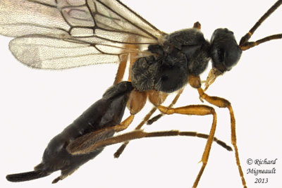 Braconid Wasp - Chorebus sp1 2 m13 3,2mm
