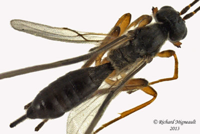 Braconid Wasp - Chorebus sp1 3 m13 3,2mm