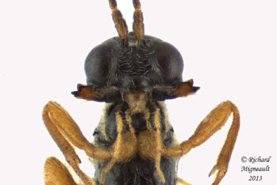 Braconid Wasp - Chorebus sp1 4 m13 3,2mm 