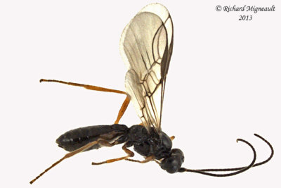 Braconid Wasp - Dacnusini sp1 1 m13 3,6mm