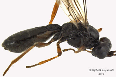 Braconid Wasp - Dacnusini sp1 2 m13 3,6mm