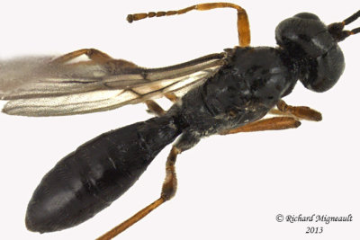 Braconid Wasp - Dacnusini sp1 3 m13 3,6mm