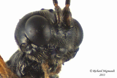 Braconid Wasp - Dacnusini sp1 4 m13 3,6mm