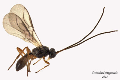 Braconid Wasp - Dacnusini sp2 1 m13 1,9mm