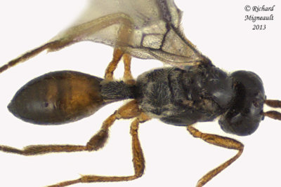 Braconid Wasp - Dacnusini sp2 3 m13 1,9mm