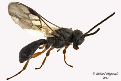 Braconid Wasp - Trachonius sp1 1 m13 3,2mm