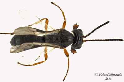 Braconid Wasp - Trachonius sp1 2 m13 3,2mm