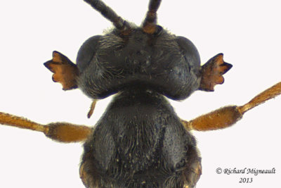 Braconid Wasp - Trachonius sp1 3 m13 3,2mm 