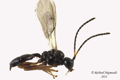 Braconid Wasp - Aphidiinae, monoctonus sp1 1 m12