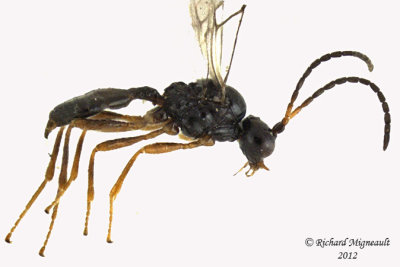 Braconid Wasp - Aphidiinae, monoctonus sp1 2 m12