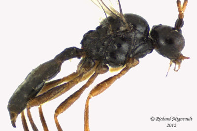 Braconid Wasp - Aphidiinae, monoctonus sp1 3 m12