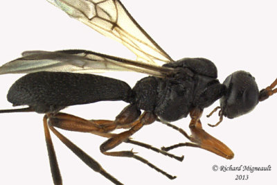 Braconid Wasp - Schizoprymnus sp 1 m13 3,4mm