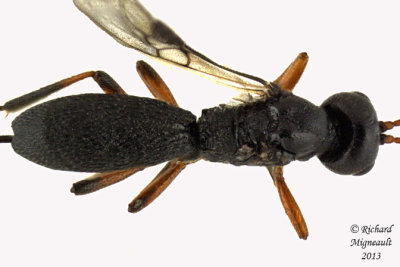 Braconid Wasp - Schizoprymnus sp 2 m13 3,4mm