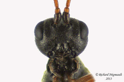 Braconid Wasp - Schizoprymnus sp 3 m13 3,4mm