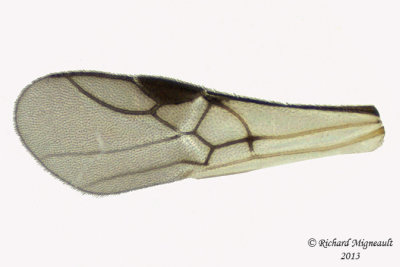 Braconid Wasp - Schizoprymnus sp 4 m13 3,4mm