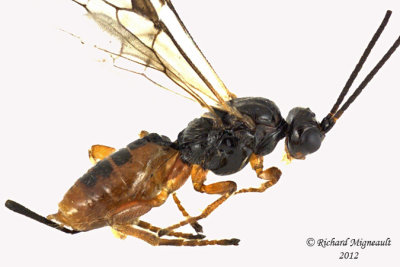 Braconid Wasp - Bracon sp1 1 m12