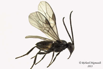 Braconid Wasp - Braconinae sp1 1 m13 1,8mm
