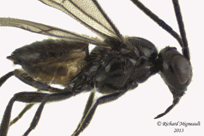 Braconid Wasp - Braconinae sp1 2 m13 1,8mm