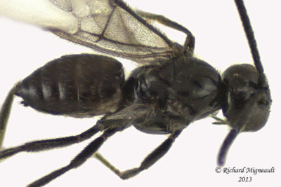 Braconid Wasp - Braconinae sp1 3 m13 1,8mm