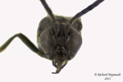 Braconid Wasp - Braconinae sp1 4 m13 1,8mm