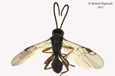 Braconid Wasp - Dinocampus sp1 1 m13 2,5mm