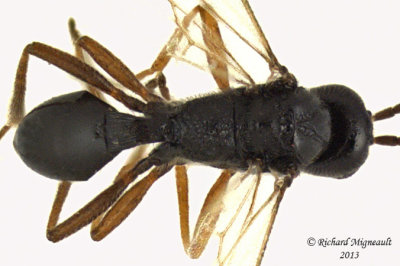 Braconid Wasp - Dinocampus sp1 2 m13 2,5mm