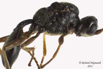 Braconid Wasp - Dinocampus sp1 3 m13 2,5mm