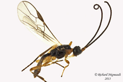 Braconid Wasp - Exothecinae-or-hormiinae sp1 1 m13 2,6mm