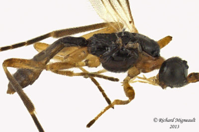 Braconid Wasp - Exothecinae-or-hormiinae sp1 2 m13 2,6mm