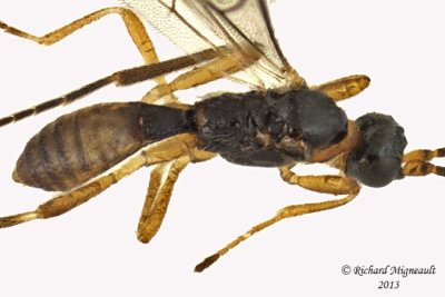 Braconid Wasp - Exothecinae-or-hormiinae sp1 3 m13 2,6mm
