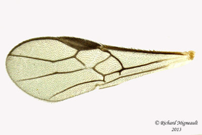 Braconid Wasp - Exothecinae-or-hormiinae sp1 5 m13 2,6mm