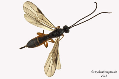 Braconid Wasp - Exothecinae-or-hormiinae sp2 1 m13 3,4mm